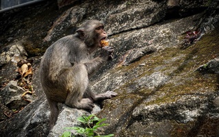 Du khách phớt lờ khuyến cáo không cho khỉ ăn ở Sơn Trà