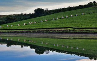 Việt hóa trà Ô long và nâng tầm ra thế giới