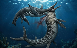 Mỹ: Xà đầu long 80 triệu tuổi lộ diện với "vật lạ" trong cổ