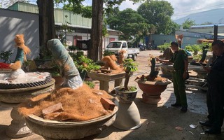 Trồng trong trụ sở cũ của đồn biên phòng, vì sao 42 cây mai kiểng vẫn bị tịch thu?