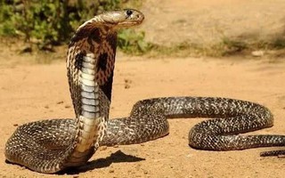 Rắn hổ mang chúa, tê tê bò vào vườn nhà dân ở Lâm Đồng