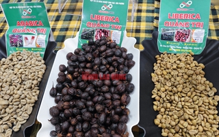 Giá cà phê hôm nay 12-4: Robusta thủng đáy, tương lai thế nào?