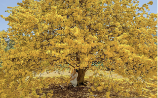 Vụ tịch thu 42 cây mai vàng "không giấy tờ": Người trồng mai ở miền Tây lo ngại