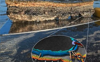 "Tổ tiên vĩ đại” của chúng ta được hé lộ ở vịnh Cá Mập