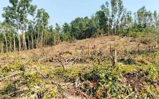 Nguyên giám đốc khai thác rừng trái phép, đơn vị quản lý “quên” báo cáo