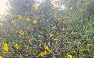 Từ vụ tạm giữ 42 gốc mai ở Côn Đảo: Nhà vườn băn khoăn về yêu cầu chứng minh nguồn gốc