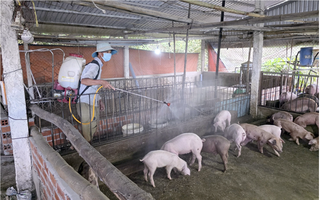 Cần Thơ phát hiện dịch tả heo châu Phi tại 4 xã, phường