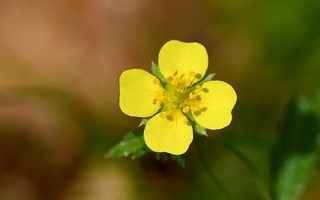 Một loài hoa dại có thể là “vũ khí siêu hạng” cho y học