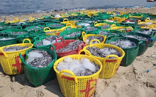 Ngư dân Mũi Né trúng mùa cá cơm 