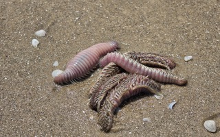 Hình ảnh lổn ngổn sâu biển dạt vào bờ biển Bãi Sau Vũng Tàu