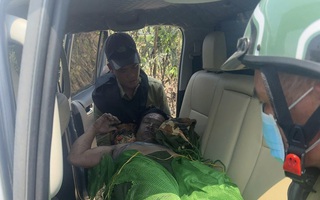 Gia Lai: Bị ong đốt khi tuần tra rừng, một người tử vong, nhiều người bị thương