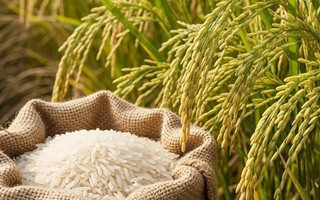 Thông tin quan trọng về cuộc thi gạo ngon vùng ĐBSCL