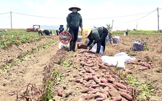 Giá khoai lang lao dốc, còn 5.000 đồng/kg, nông dân thua lỗ nặng