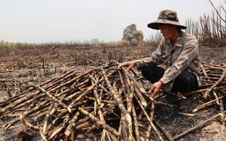 Nông dân chết lặng nhìn ruộng mía 28 ha bất ngờ bị cháy rụi