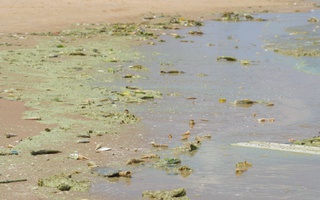 Kết luận nguyên nhân nước biển Bãi Sau Vũng Tàu đổi màu đỏ, xanh