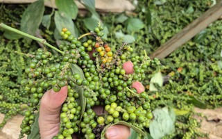 Một doanh nghiệp xuất khẩu hồ tiêu bị lừa đảo mất gần 16 tỉ đồng tại Pakistan