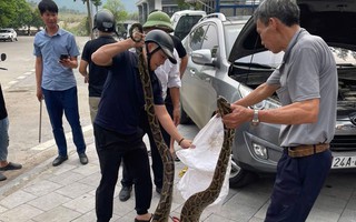 VIDEO: Bất ngờ phát hiện con trăn lớn ẩn nấp trong nắp ca-pô xe ô tô con