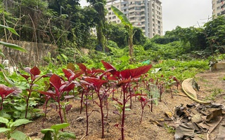 VIDEO: Dự án chậm tiến độ, người dân trồng rau, chuối trên "đất vàng" ở Hà Nội