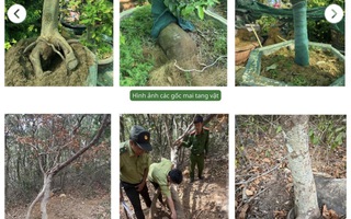 Vụ tịch thu 42 gốc mai ở Côn Đảo: Kiểm lâm trả lại 21 gốc cây