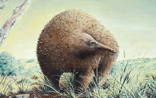 Sinh vật lạ ẩn mình trong hang động nồng nặc mùi tử khí