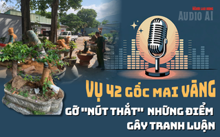 Audio AI: Gỡ nút thắt những điểm gây tranh luận vụ 42 gốc mai vàng “không giấy tờ” ở Côn Đảo