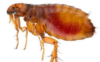 Sẩn ngứa do bọ chét gia tăng, nhiều ca có nuôi chó mèo