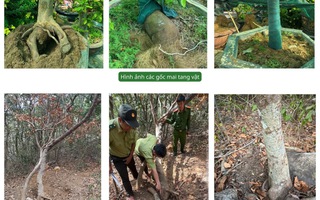 Toàn cảnh vụ xử phạt và tịch thu 42 gốc mai vàng ở Côn Đảo