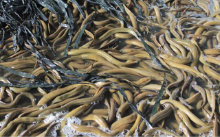 Chủ tịch Hội Nông dân TP Cần Thơ nói gì việc 4.000 tấn lươn quá lứa hiện chưa được tiêu thụ?