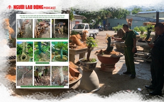 Gỡ nút thắt những điểm gây tranh luận vụ 42 gốc mai vàng “không giấy tờ” ở Côn Đảo