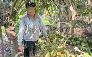 Bắt tại trận người đàn ông trộm... 950 trái dừa lúc rạng sáng ở miền Tây