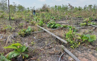 Phản hồi: Khẩn trương điều tra, xử lý vụ phá rừng tại Gia Lai