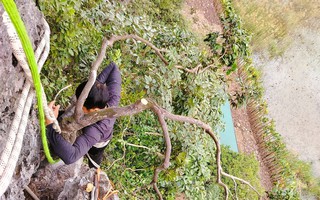 Kiểm lâm thu giữ hàng trăm cây cảnh muội hồng, phạt tiền cả trăm triệu đồng