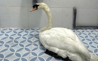 Đã khởi tố người trộm thiên nga trắng ở Thảo Cầm Viên