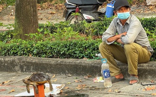Mua bán rùa để "phóng sinh" - dấu hiệu phạm luật!