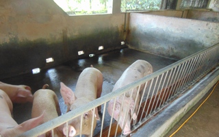 Giá heo hơi hôm nay, 21-4: Hộ nuôi tăng giá do tác động chính sách thuế mới