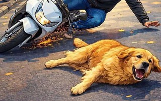 Cần Thơ cảnh báo tình trạng chó thả rông ở khu dân cư