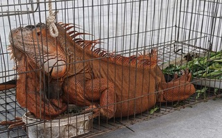 Tiếp nhận rồng Nam Mỹ 'khủng' do người dân giao nộp