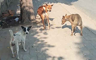 Nỗi lo chó thả rông