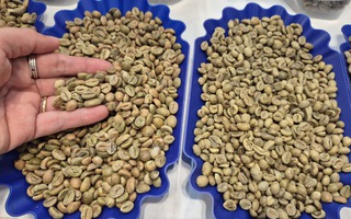 Giá cà phê hôm nay 21-4: Robusta bật tăng 3 con số