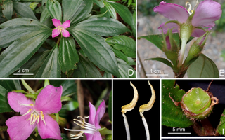 Bất ngờ phát hiện 2 loài thực vật mới ở Động Châu - Khe Nước Trong