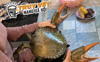 Clip con cua 7 kg ở An Giang nổi tiếng mạng xã hội với 4,4 triệu lượt xem