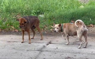 Chủ quán thịt cầy bất ngờ sợ nước, sợ gió rồi tử vong do bệnh dại