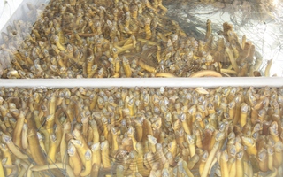 Hình ảnh hàng chục ngàn con lươn quá lứa, chưa được tiêu thụ ở Cần Thơ