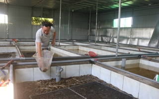 Hàng ngàn tấn lươn nuôi chưa tìm được đầu ra