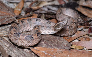 Báo động số ca rắn cắn tăng mạnh mùa hái điều