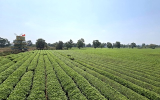 Gia Lai: Giữ 62 ha chè tạo cảnh quan Biển Hồ