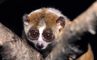 Con vật hay "mắc cỡ" bất ngờ đi lạc vào trạm y tế, là loài cực kỳ quý hiếm