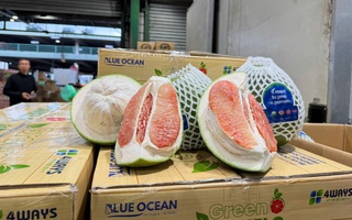 Lô bưởi Việt Nam lần đầu vào Úc