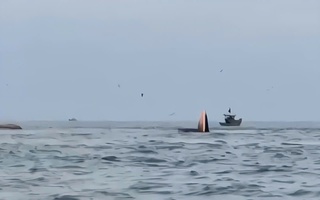 CLIP: Cá voi há miệng đớp mồi trên biển Mũi Né