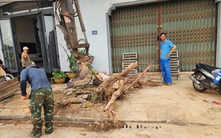 Lý do hàng chục cây xanh vỉa hè ở Huế bị chặt hạ, bới gốc